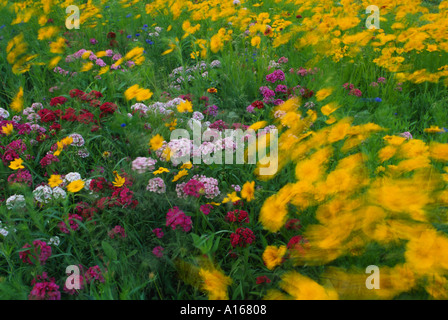 Windblown group of blooming wildflowers in summer meadow including Coreopsis and Dianthus, Missouri USA Stock Photo
