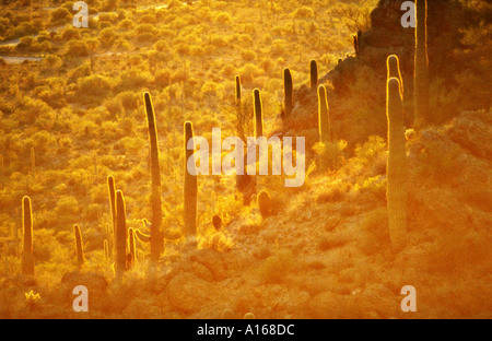 Cactus in the sunset light Stock Photo - Alamy