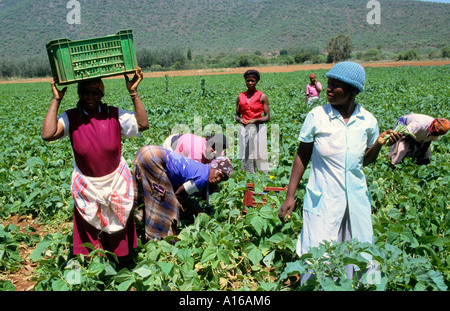 Black Working Woman Women Farm South Africa Stock Photo - Alamy