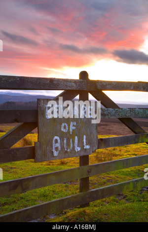 Homemade beware of the bull sign on wooden farm gate on moorland farm Pitlochry area Scotland. UK Stock Photo