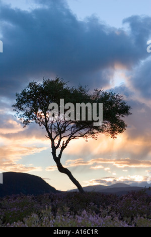 Morrone Birkwood  scottish heather moors and Silver Birch trees Mar Lodge Estate, Braemar Aberdeenshire Scotland, UK Cairngorms National Park. Stock Photo