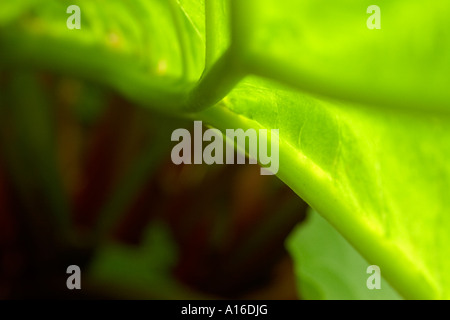 A rhubarb leaf that's back light by the sun. Stock Photo