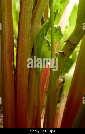 Rhubarb stalks growing in the garden on a sunny day. Stock Photo