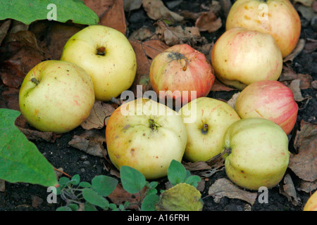 Windfall apples on ground Stock Photo