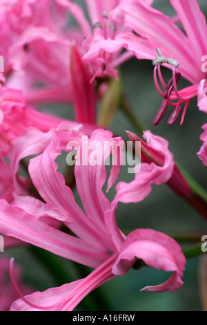 Nerine bowdenii flowers Stock Photo