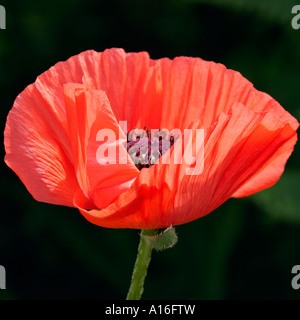 Orange red oriental poppy against dark background. Botanical name Papaver orientale Stock Photo