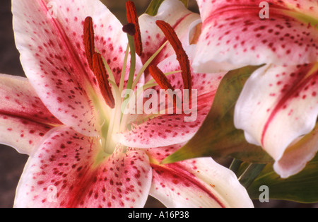 Oriental Lily Stargazer - Lilium Stargazer close up