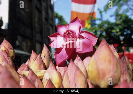 lotus buds gangarama temple colombo sri lanka Stock Photo