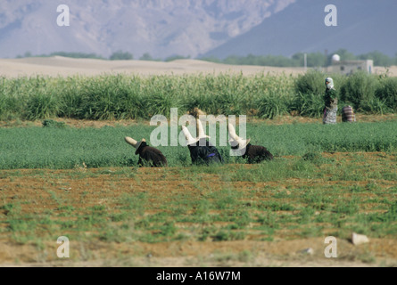 hawdramat women in fields yemen Stock Photo