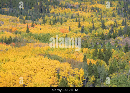 Fall colors with aspen trees in Northern Colorado Stock Photo