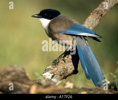 Azure winged Magpie Stock Photo