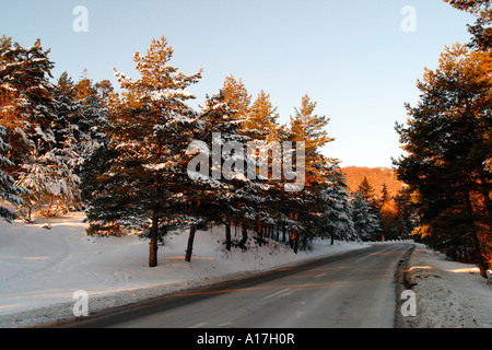 A road through the Snowy forest, Brasov, Transylvania, Romania. Stock Photo