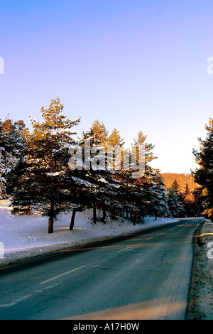 A road through the Snowy forest, Brasov, Transylvania, Romania. Stock Photo