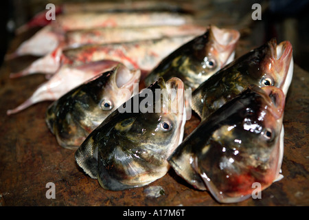 Fish Heads, Central Market, Shunde, Foshan, GuangDong, China. Stock Photo