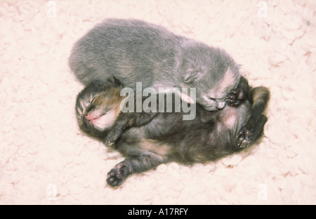 Two Kittens Sleeping on Blanket Stock Photo