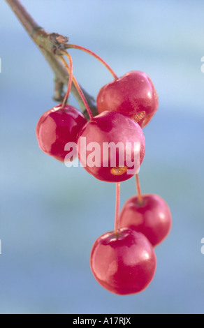 Five Ornamental Crab Apples on Branch with Snowy Background UK Norfolk Stock Photo