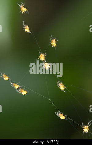 Newly Hatched Garden Spiderlings Climbing Web Strands UK Norfolk