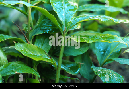galanga, lesser galangal (Alpinia officinarum), spout with leaves. Stock Photo