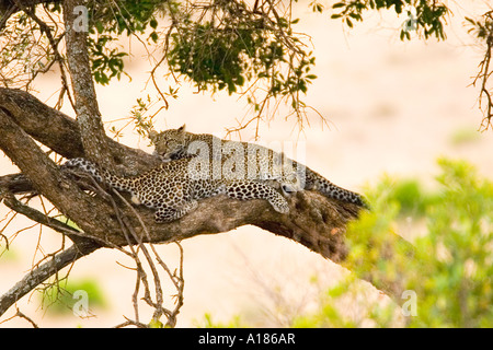 Two leopard brothers sleeping in acacia tree in Masai Mara National Nature Reserve Kenya East Africa Stock Photo