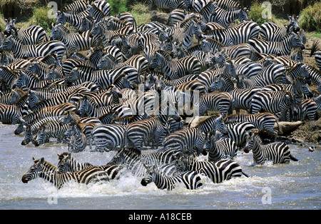 Zebras crossing Mara River on migration Kenya Africa Stock Photo