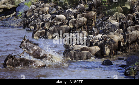 Wildebeest crossing Mara River during migration Kenya Stock Photo