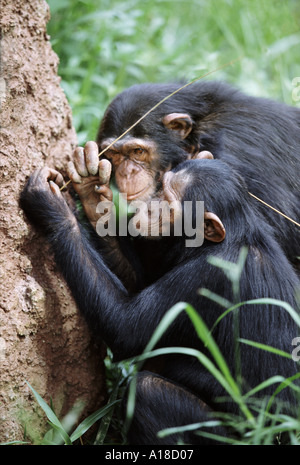 Chimpanzees using sticks as tools to fish for termites Uganda Stock