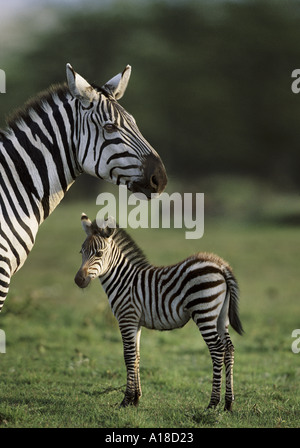 Zebra in Masai Mara Stock Photo - Alamy