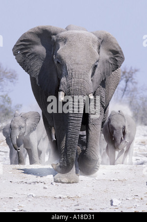 Elephant procession Etosha National Park Namibia Stock Photo