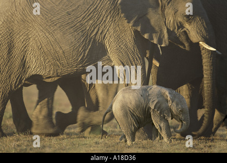 African elephants with week old calf Masai Mara Kenya Stock Photo