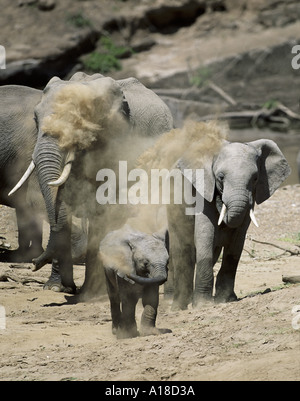 Elephants dust bathing Masai Mara Kenya Stock Photo