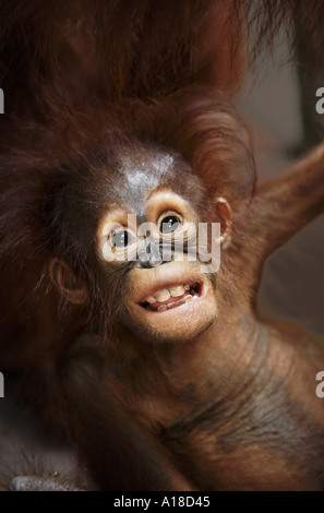 Baby orangutan Borneo Stock Photo