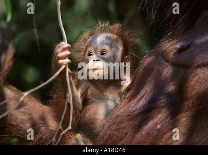 Baby orangutan with mother Tanjung Puting Borneo Stock Photo