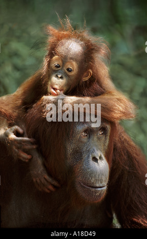 Baby orangutan on mother s shoulders Tanjung Puting Borneo Stock Photo