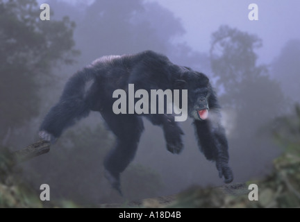 Chimpanzee leaping in the early morning mist Stock Photo