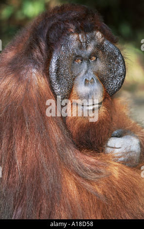Mature male orangutan Tanjung Puting Borneo Stock Photo