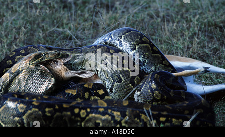 Python eating Thomsons Gazelle Stock Photo