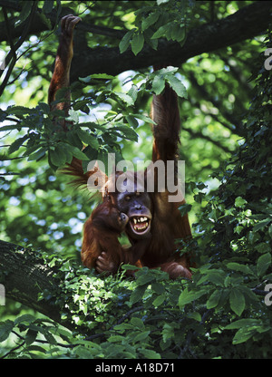 Sumatran orangutan mother and baby Stock Photo