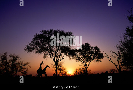 Giraffes at sunset Kruger National Park South Africa Stock Photo
