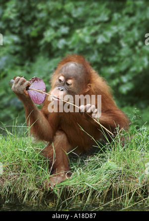 Young sumatran orangutan Stock Photo