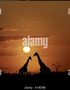 Giraffes silhouetted at sunset South Africa Stock Photo