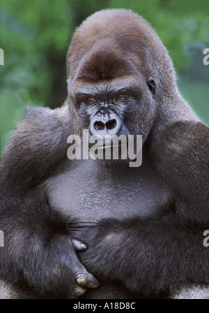 Male silverback lowland gorilla Stock Photo