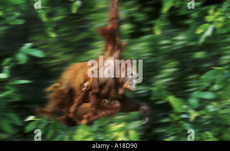 Sumatran orangutans swinging through the trees Stock Photo