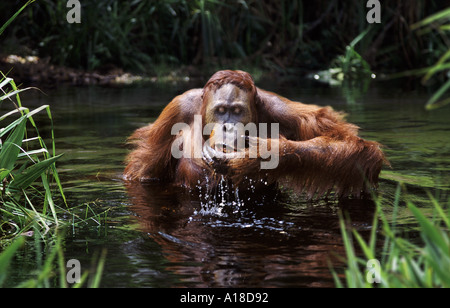 Immature male orangutan drinking Borneo Stock Photo