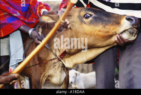 Maasai cow being bled to make the traditional Maasai blood milk mixture which tribespeople drink Kenya Stock Photo