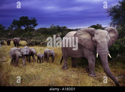 Elephant family at dusk Sabie Sands South Africa Stock Photo
