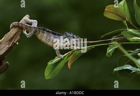 Chameleon feeding on insect Stock Photo