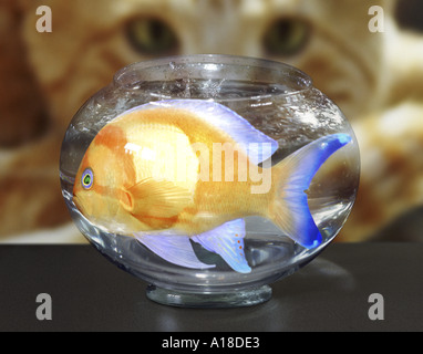 Large goldfish in bowl being watched by cat Stock Photo