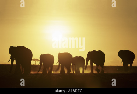 Elephants silhouetted at sunrise Masai Mara Kenya Stock Photo