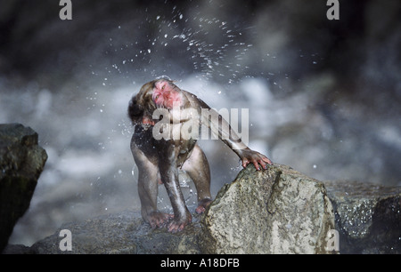 Snow monkey shaking off the hot spring water Japan Stock Photo