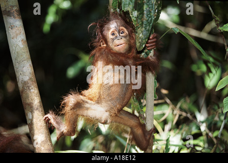 Baby orangutan Borneo Stock Photo